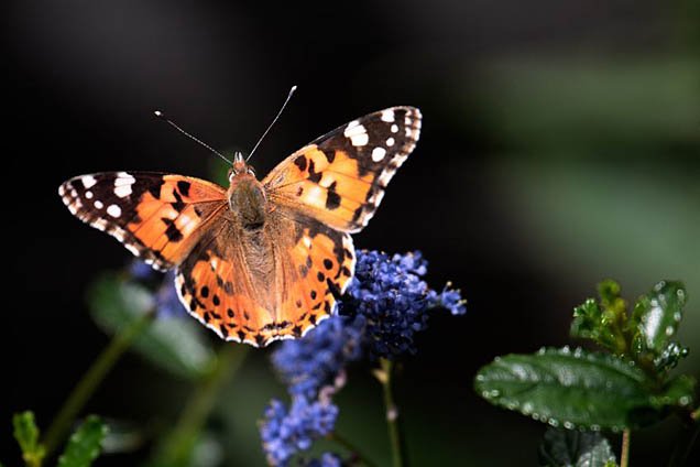 The Wonders Of Wildflower Meadows