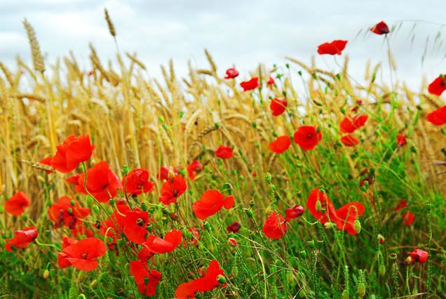 The Wonders Of Wildflower Meadows