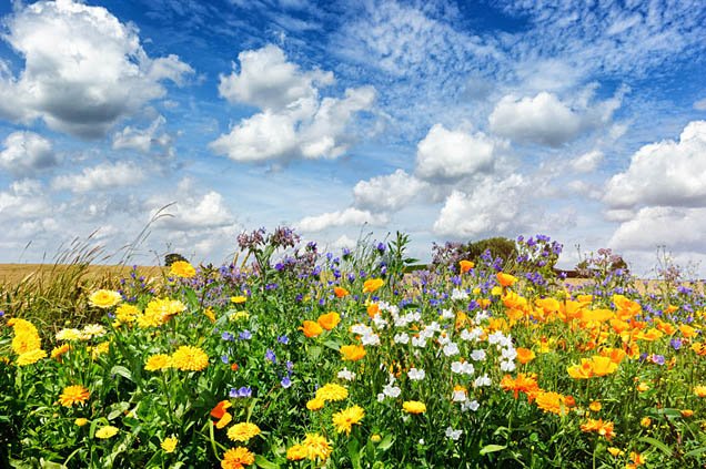 The Wonders Of Wildflower Meadows