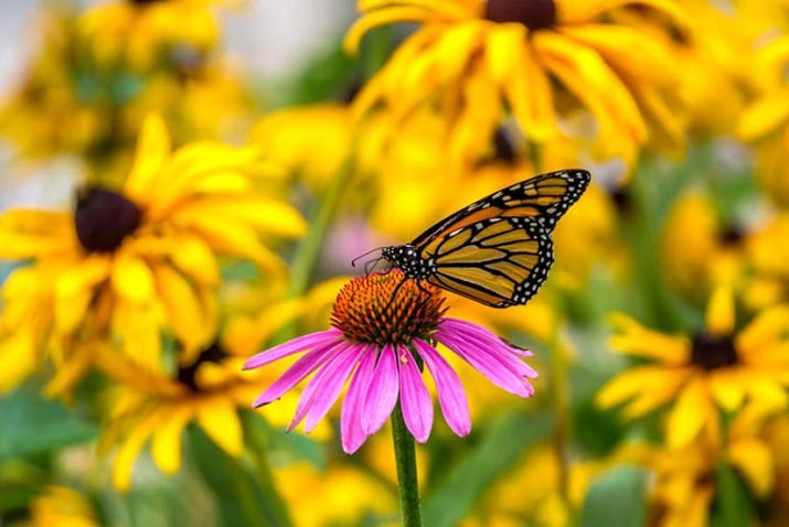 grow-your-own-cut-flowers-greenart