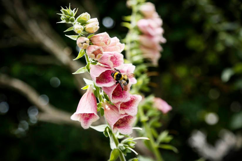 Digitalis Purpurea