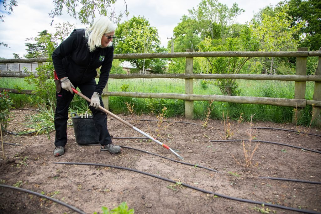 Prepping a border for planting