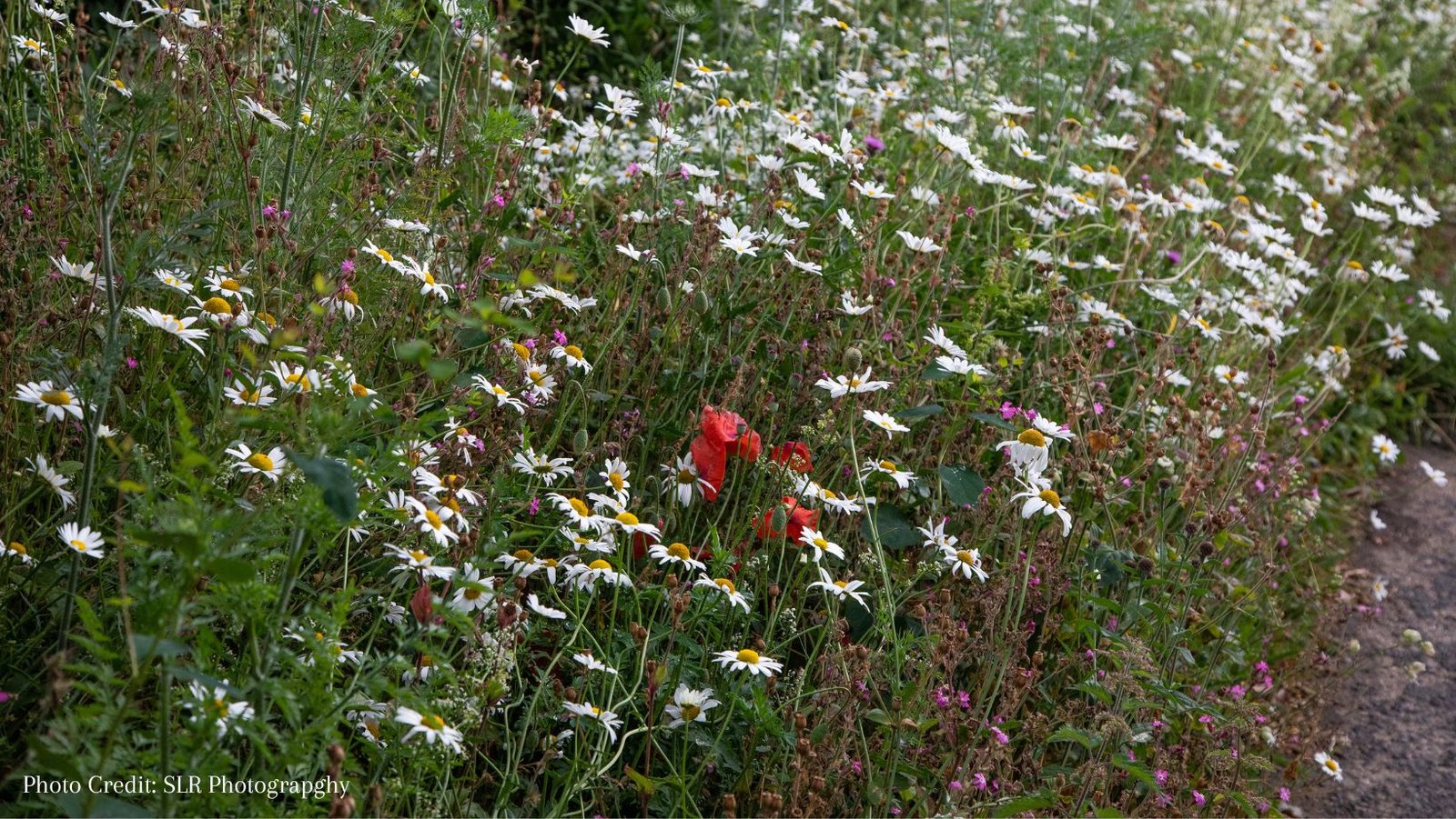 A Wild Garden