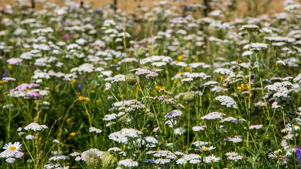 A wildflower meadow to help rewilding your garden