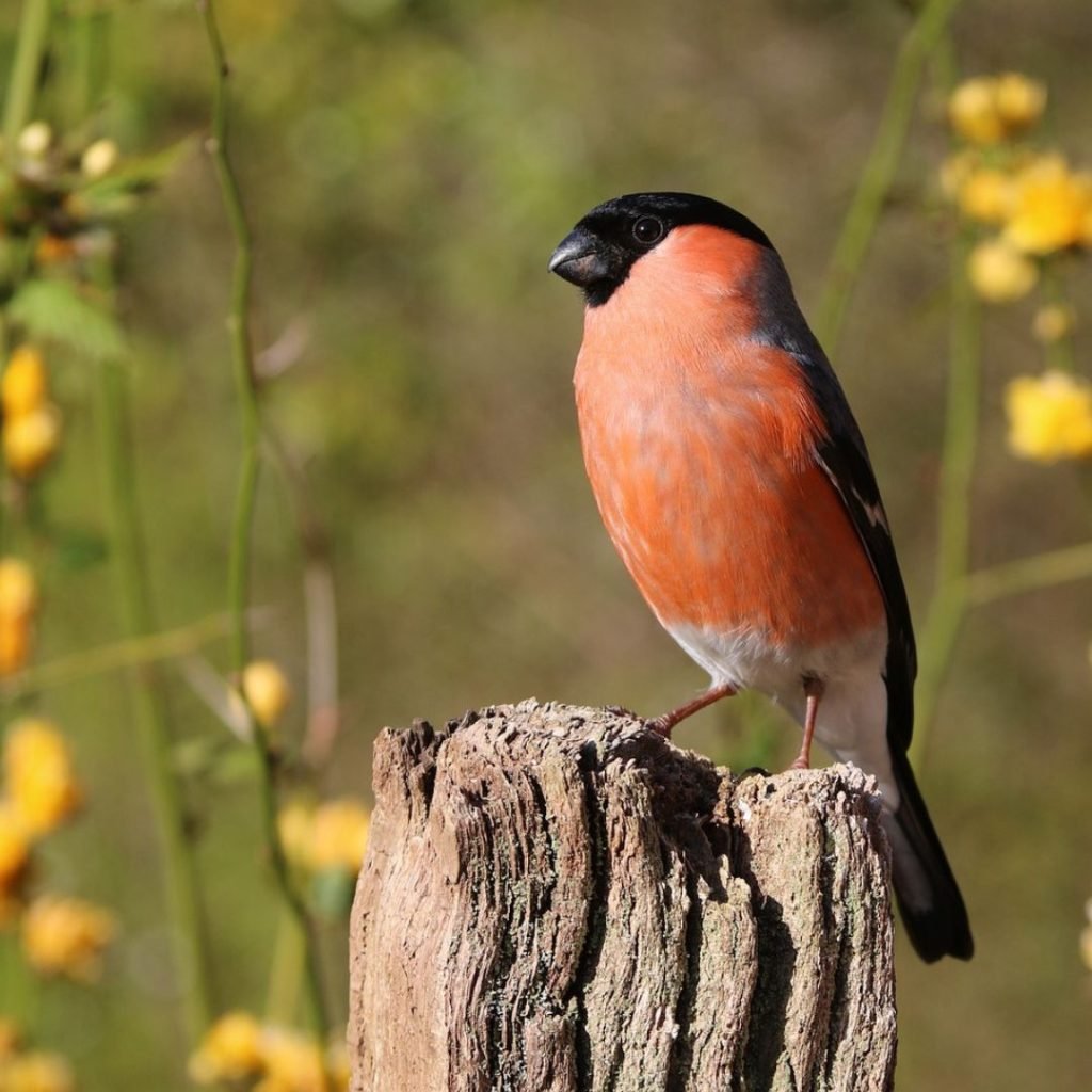 bullfinch