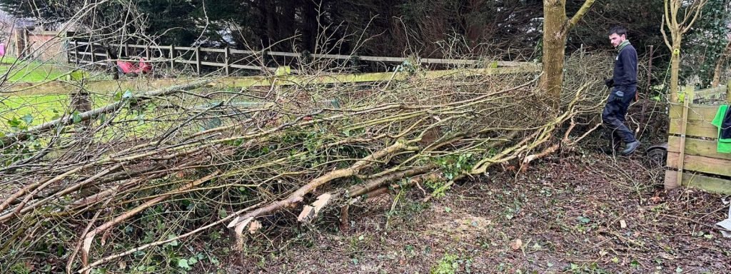 laid hedges forming a boundary fence