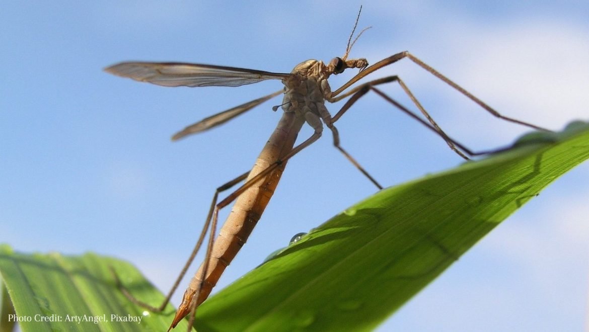 CraneFly on Leaf - the parent of the LeatherJacket Larvae pest