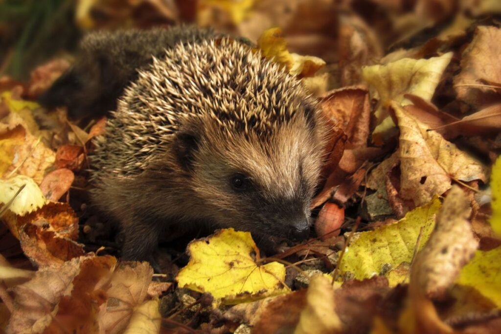 Image of Hedgehog in leaves illustrating how not having a tidy garden supports nature. 