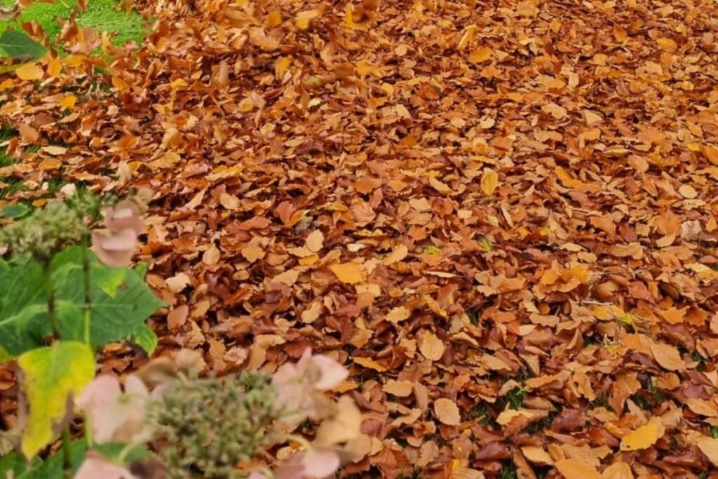 Picture of pile of leaves left on the ground