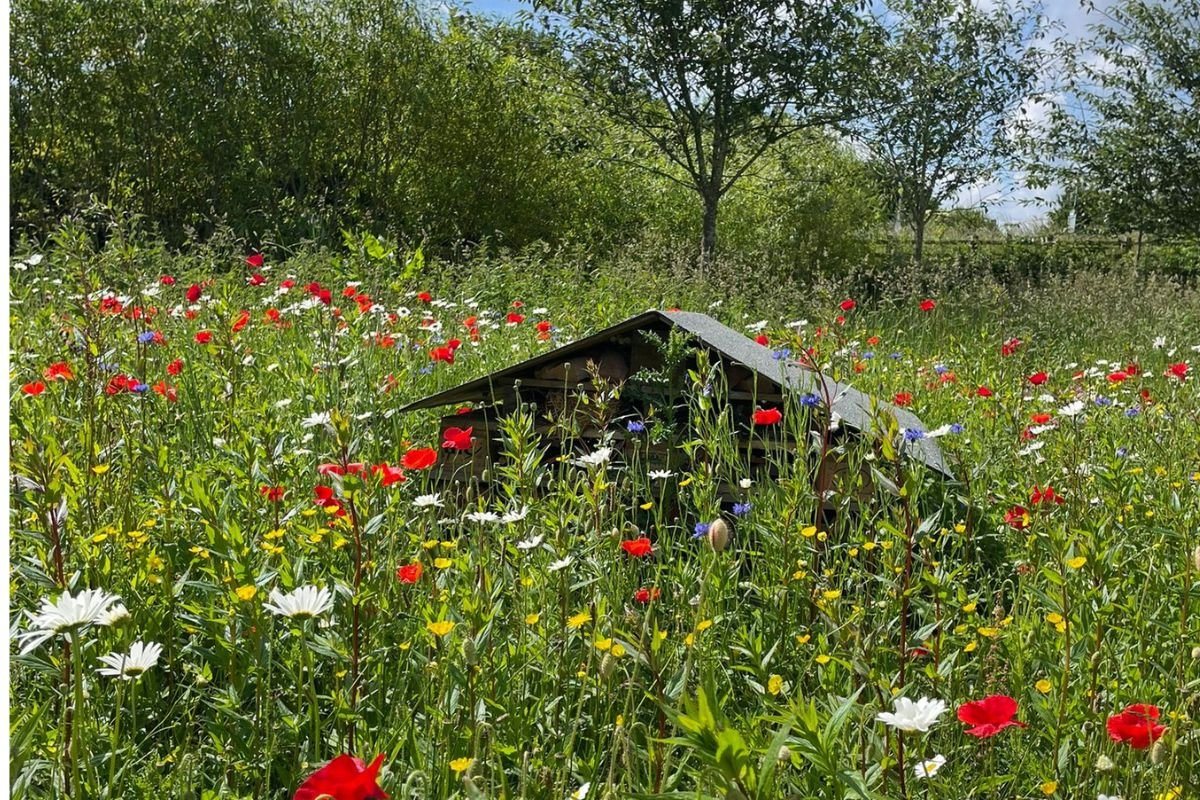 Image showing what some may label an 'untidy garden' - it is an overgrown lawn around a bug hotel that is full of colourful wild flowers. 