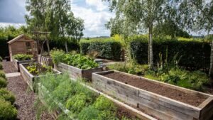 Image of six raised garden beds planted out, all but one, with a potting shed in the background. The area surrounded by hedged and planting to the borders.