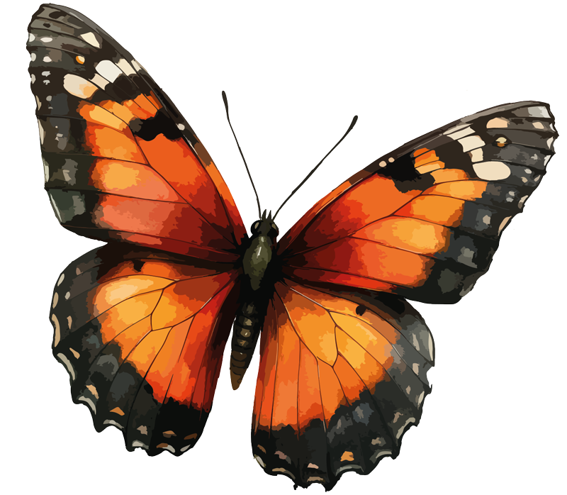 A butterfly