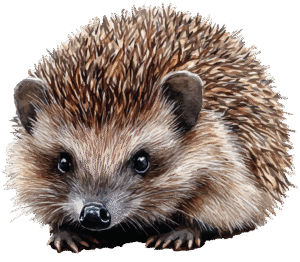 A hedgehog
