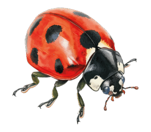 lady bird
