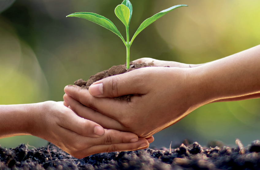 Two hands holding a plant