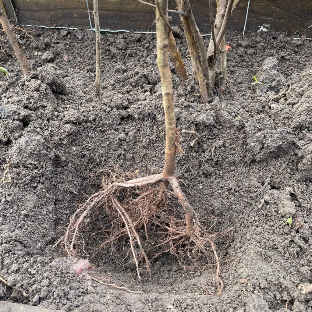 Image of greenart carrying out winter gardening job of planting bare root trees