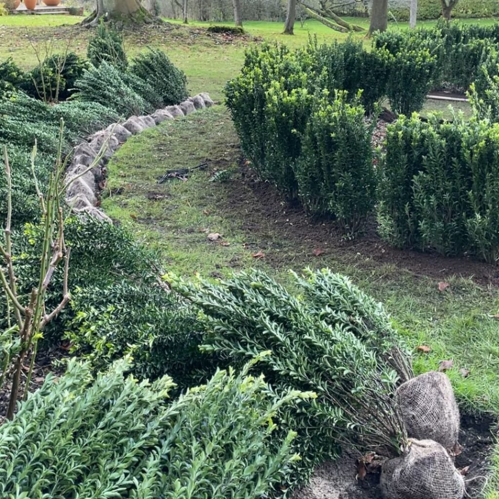 Image of greenart carrying out winter gardening job of rejuvenating hedges