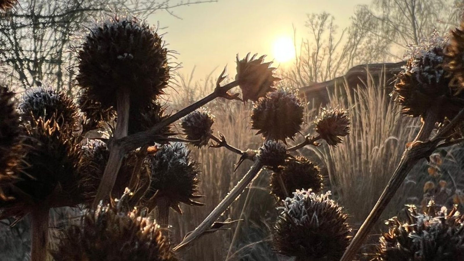 Image of sun rising over garden in winter with frost tipped seed heads in foreground and ornamental grasses in background.