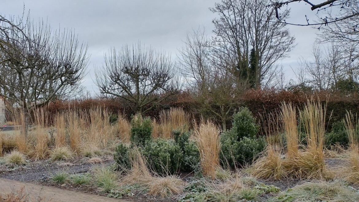 Image of a garden in winter