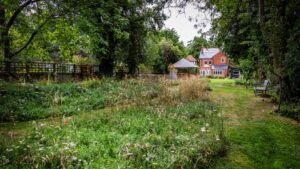 Image of garden filled with wildflower turf