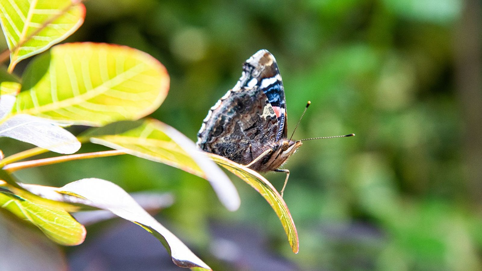 Image of a pollinator, a butterfly, on a shrub leaf
