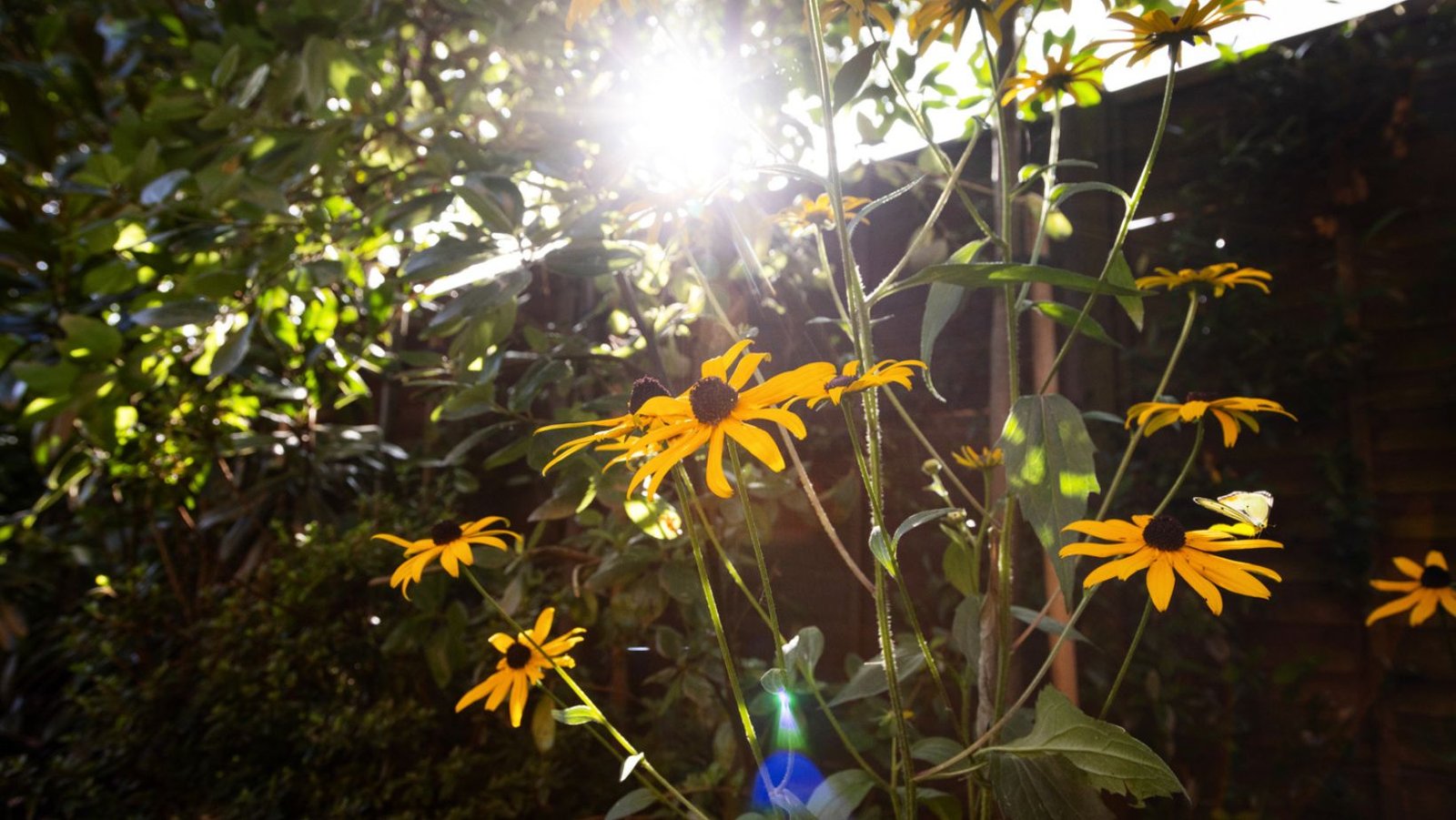 image of sun shining though leave above yellow flowers