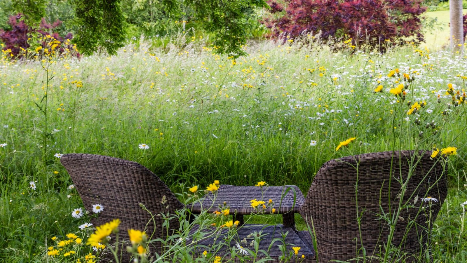Image of 2 garden chairs sat within a field over overgrown grass.